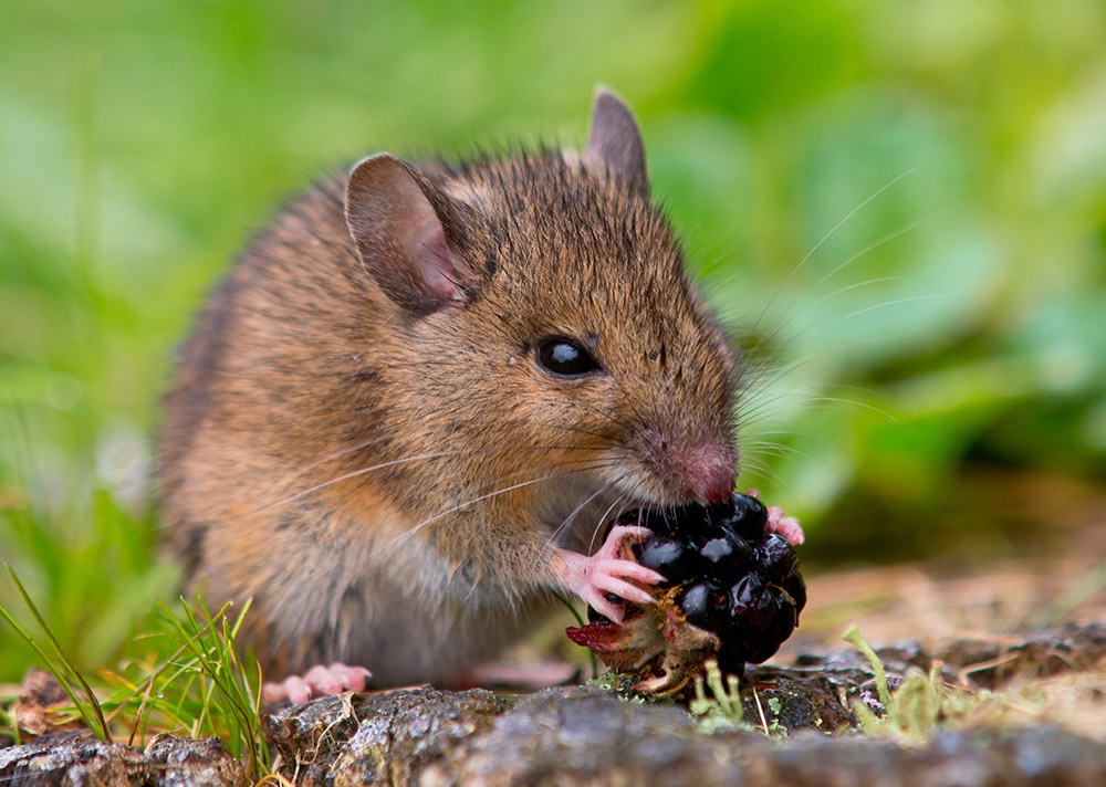 mouse eating