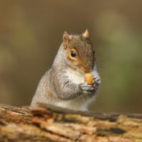 High-energy dry fruits are stored by animals like squirrels and woodpeckers.  Some of the seeds survive and germinate.  Examples include acorns and walnuts.