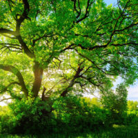 (positive, neutral) One organism benefits, the other is not impacted. Example: an oak tree can provide shade to berry shrubs. The berries benefit from the protection, the oak tree is not impacted.