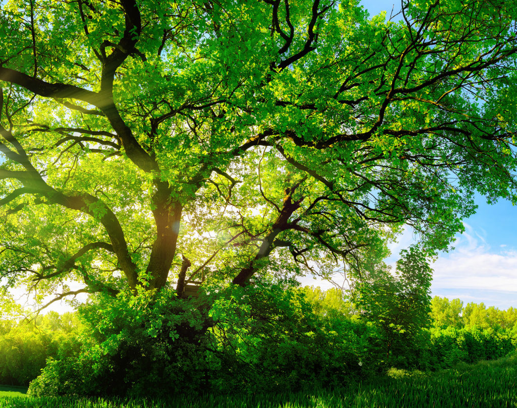 (positive, neutral) One organism benefits, the other is not impacted.  Example: an oak tree can provide shade to berry shrubs.  The berries benefit from the protection, the oak tree is not impacted.
