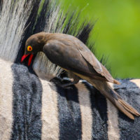 (positive, positive) Both organisms benefit from the interaction. Example: an oxpecker bird catches and eats parasites that are on zebras.