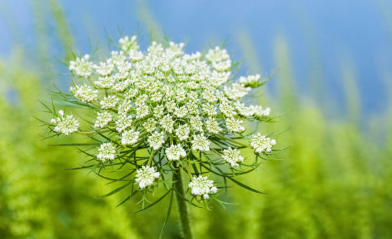 Queen Anne's Lace