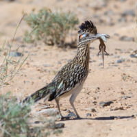 (positive, negative) One organism kills and eats another. Clearly one organism benefits (+) and the other is harrned (-). Example: a roadrunner bird catches and eats a lizard.