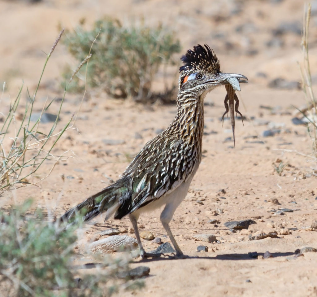 (positive, negative)  One organism kills and eats another.  Clearly one organism benefits (+) and the other is harrned (-).  Example: a roadrunner bird catches and eats a lizard.