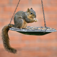 (negative, negative) . Organisms compete for the same limited resource. Example: a squirrel eats food out a bird feeder.