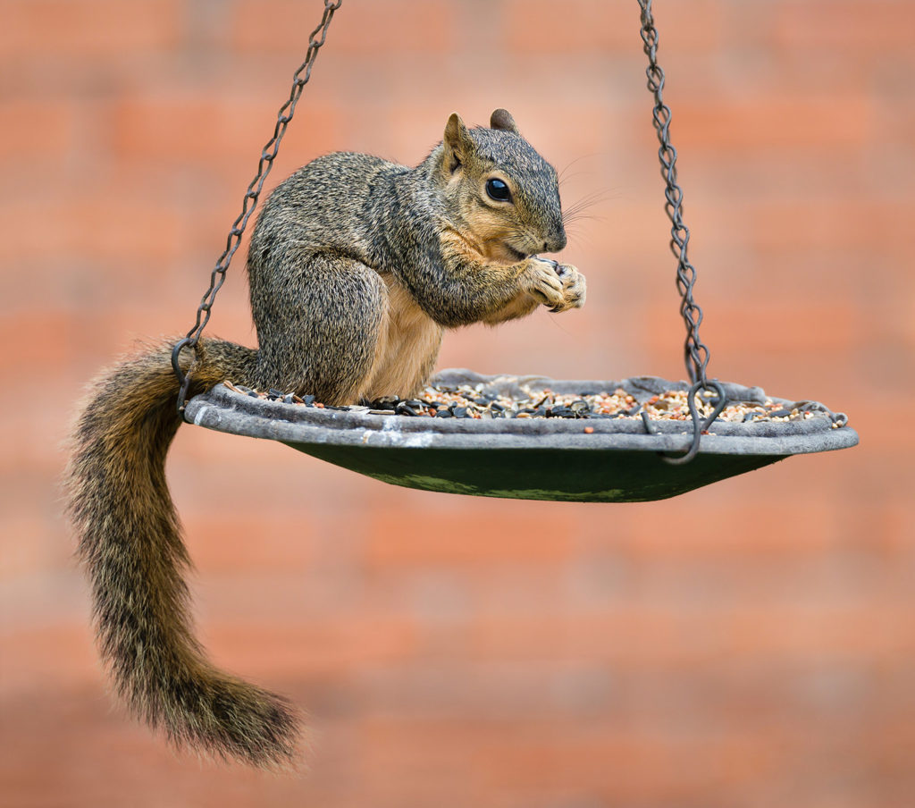 (negative, negative) . Organisms compete for the same limited resource.  Example: a squirrel eats food out a bird feeder.