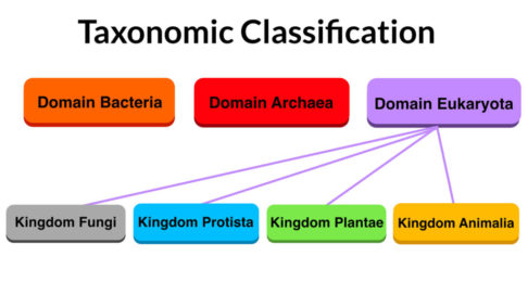 This is the classification system based on structures and evolutionary relatedness.