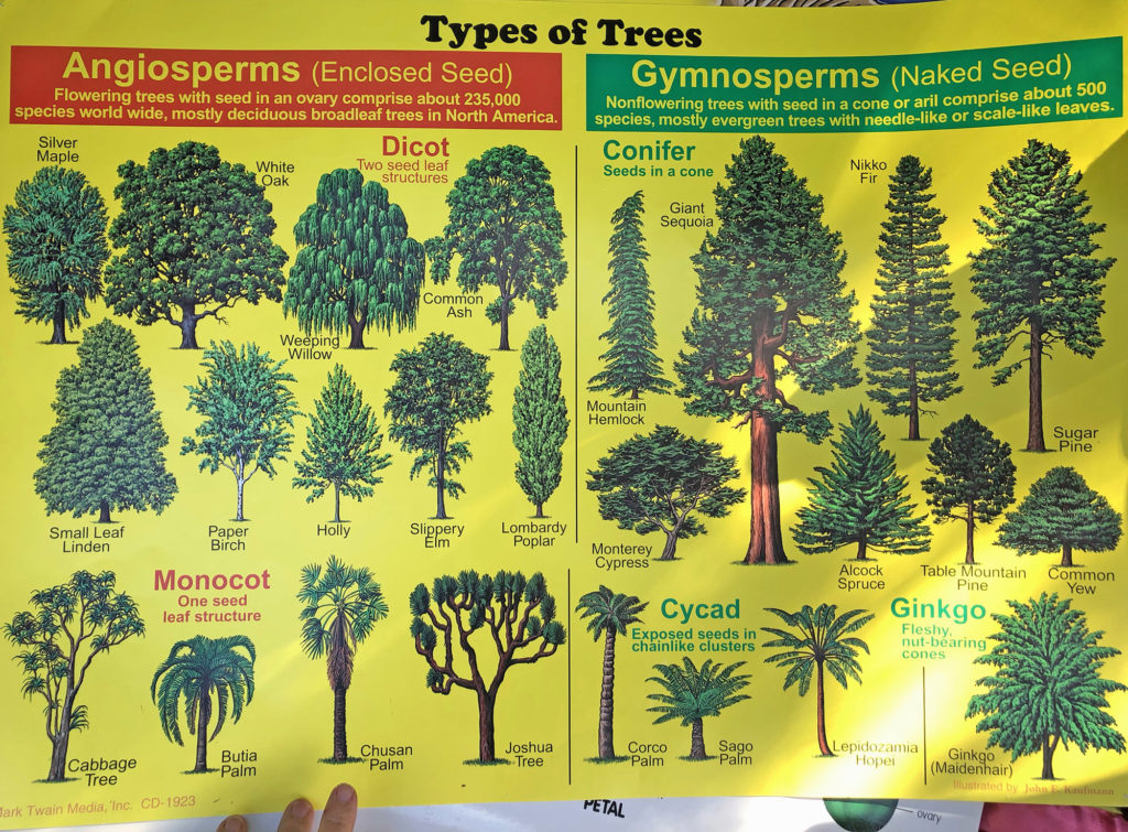 tree types