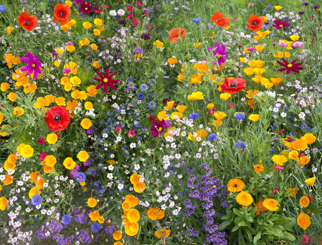 wildflowers