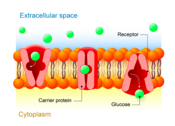 Proteins assist substance movement through facilitated diffusion and the more energy-expensive active transport.