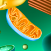 Often called the "powerhouse" of a cell, producing energy-rich ATP molecules. A single cell can have many mitochondria.