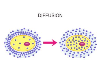 Substances move down their concentration gradient. If the concentration is lower in the cell, they can move inside.