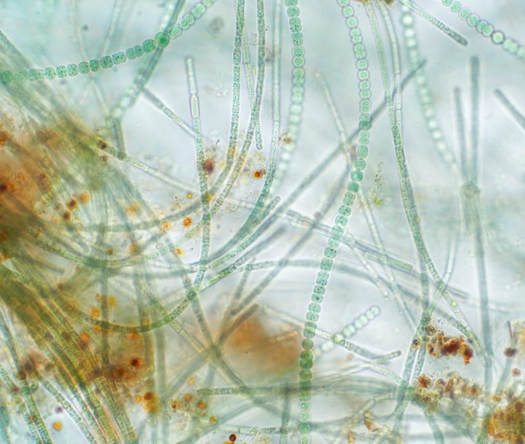 Anabaena blue-green cyanobacteria can also live inside of aquatic Azolla ferns.  The bacteria are protected; the plant gets nutrients in return.