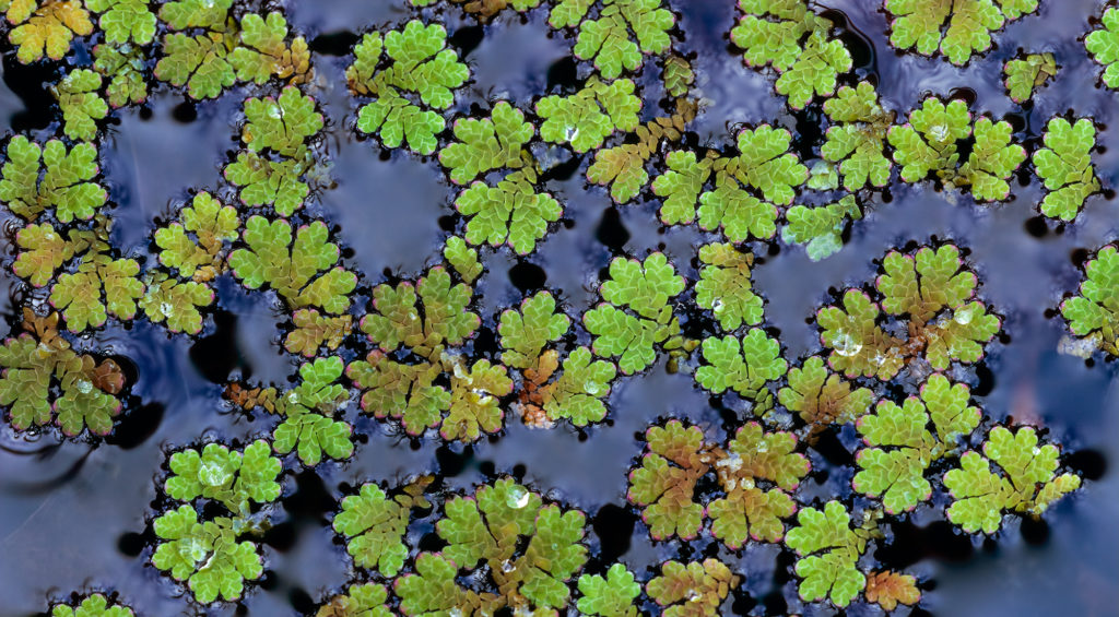 Azolla are fern-like plants that float on the surface of fresh water.