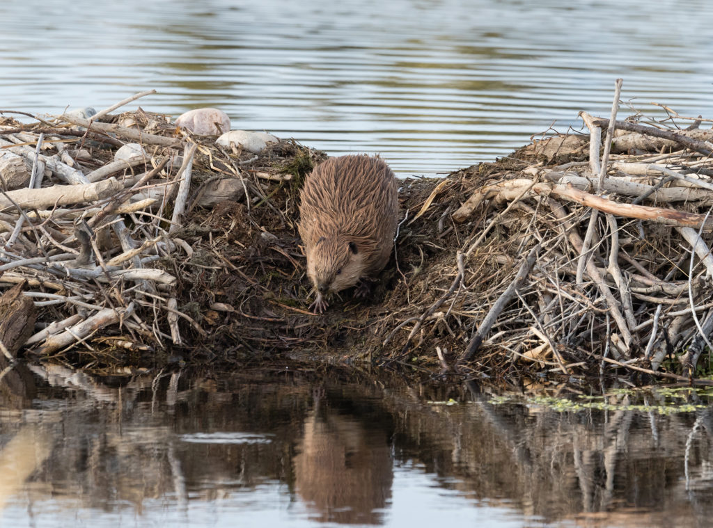 beavers b