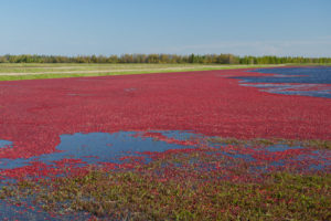 Can include peat moss and often are found in colder climates. Source of cranberries.