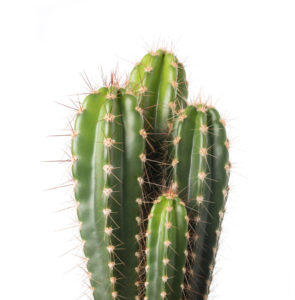 cactus spine