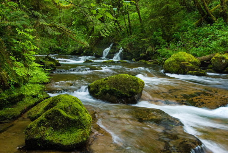 Oregon Ecosystems – Nature Journals