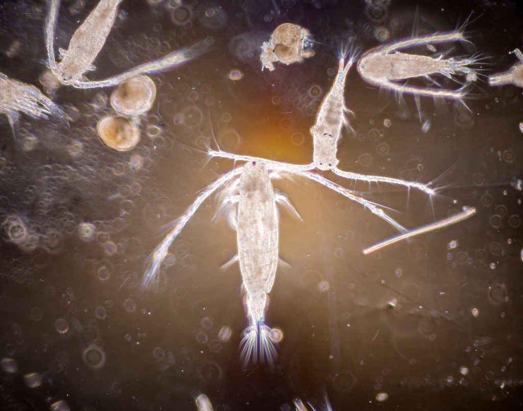 Microscopic to macroscopic crustaceans with jointed legs and antennae.