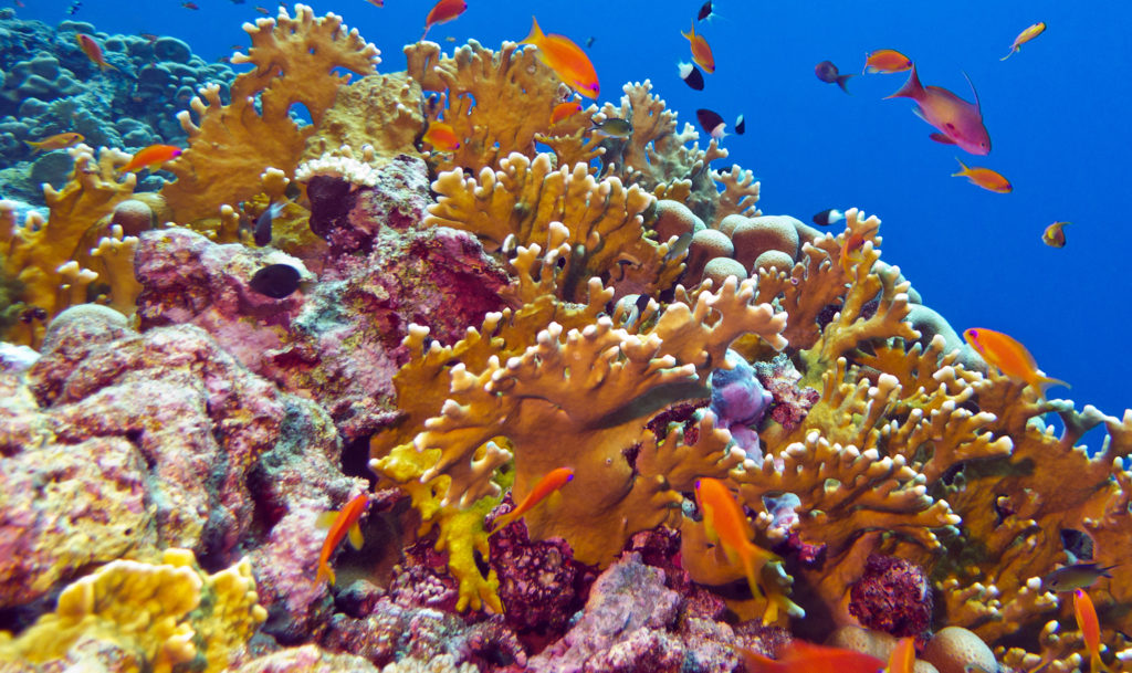 coral animals 1