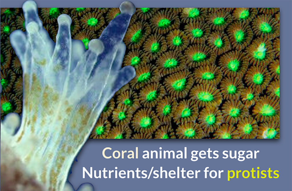 coral mutualism