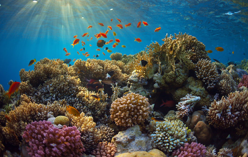 Coral Reefs – Nature Journals