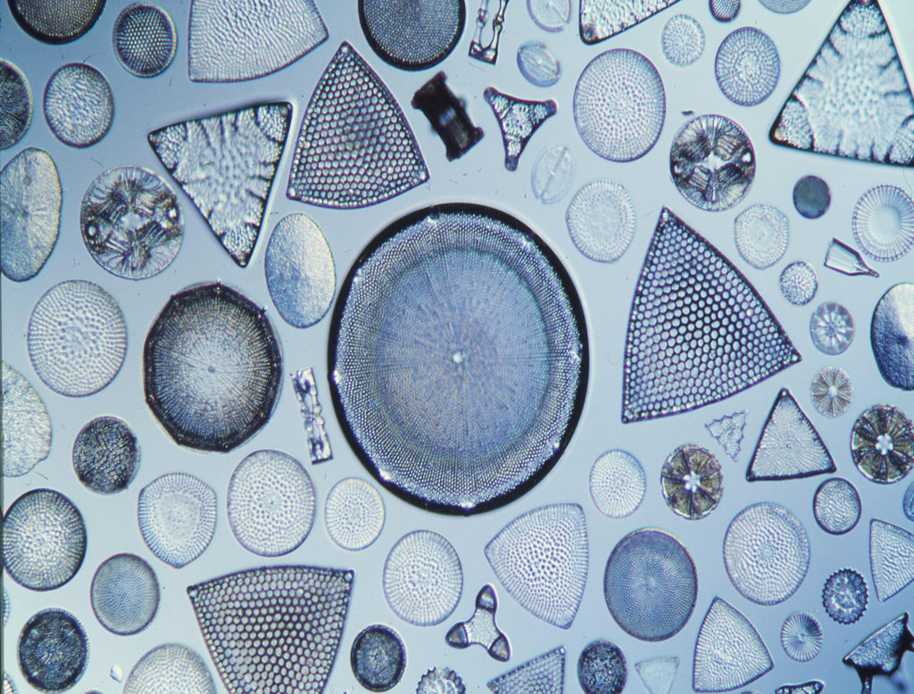 Single-celled protists that produce a symmetrical silica-rich covering that survives after the organism dies.