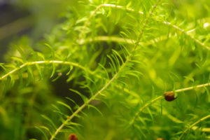 Some pond plants are completely submerged like this Elodea.