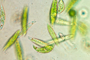 Single-celled photosynthetic protists that use a whip-like structure to move through the water.