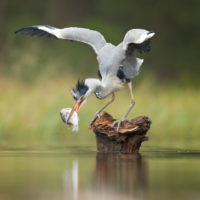 The high productivity of wetlands makes them ideal habitats for supporting higher tropic (feeding) levels.  This includes migratory animals like ocean-going salmon, geese, and many other water birds.