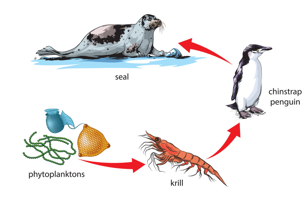 krill seals