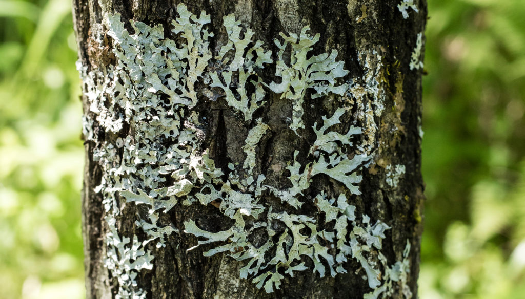 Lichens are primarily fungi that often grown surfaces like the bark of a tree.