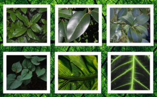 Dark green leaves can indicate high levels of chlorophyll to maximize photosynthesis with minimal light.