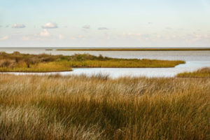 Often coastal with an influx of salt water mixing with freshwater. Can be large and are typically dominated by grasses.