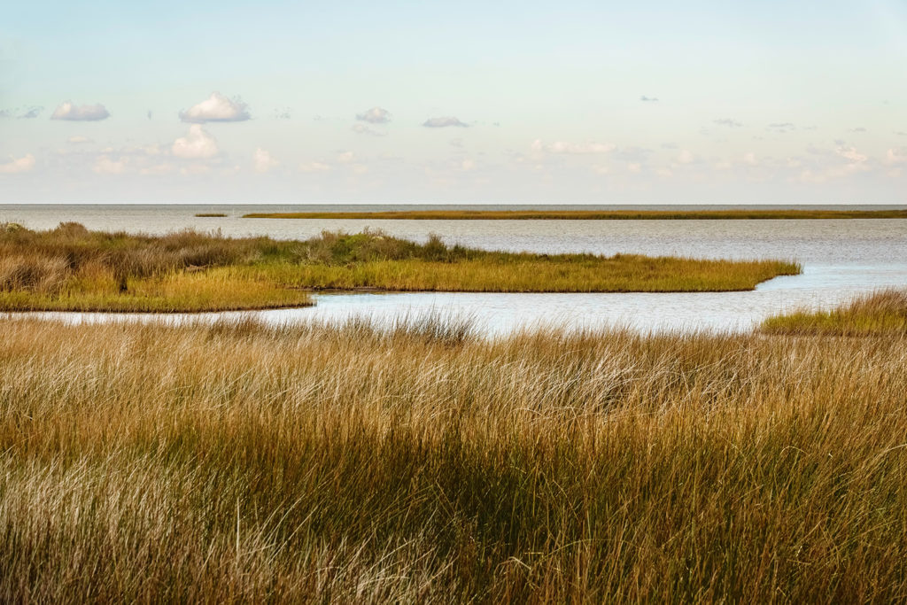 Often coastal with an influx of salt water mixing with freshwater.  Can be large and are typically dominated by grasses.