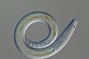 Small worms that consume a variety of foods and can move in a whip-like manner.