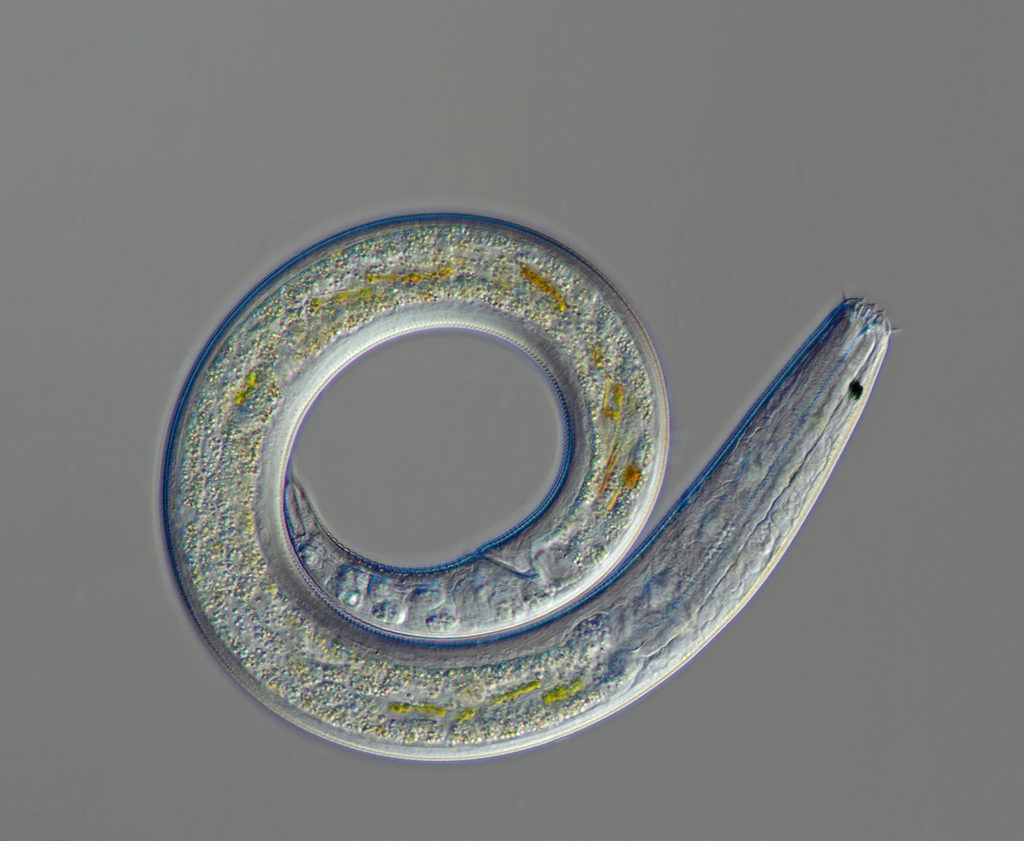 Small worms that consume a variety of foods and can move in a whip-like manner.
