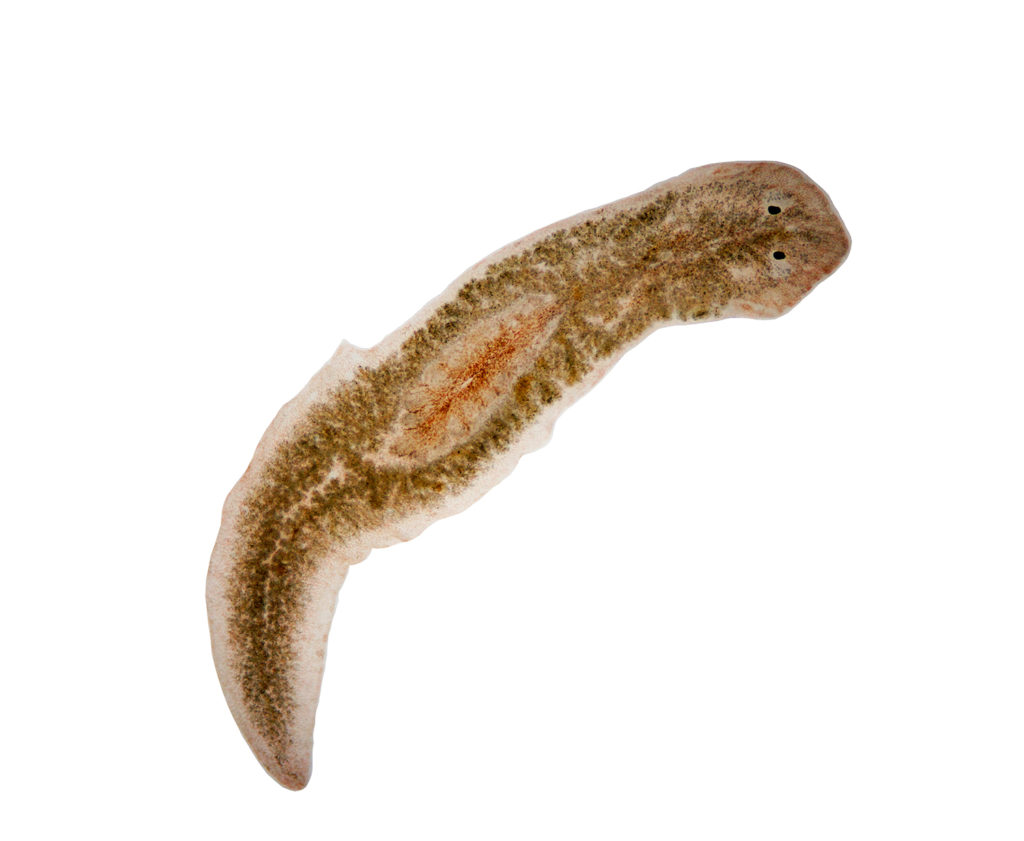 Small flatworm scavengers that creep along surfaces.