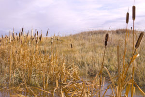 Grasses and wildflowers with few, if any, trees. Wet prairies are found in the Willamette Valley of Oregon.