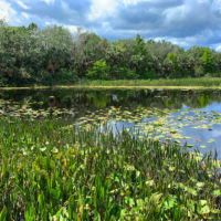 Photosynthetic organisms extract carbon dioxide from the air and water.  The abundance of producers in wetlands adds up to a significant impact on atmospheric gases that retain heat ("greenhouse effect").