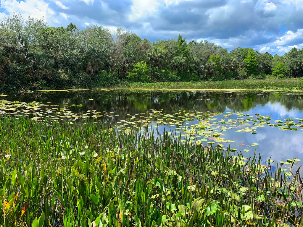 Photosynthetic organisms extract carbon dioxide from the air and water.  The abundance of producers in wetlands adds up to a significant impact on atmospheric gases that retain heat ("greenhouse effect").
