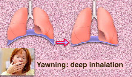 A large inhalation increases blood oxygen.