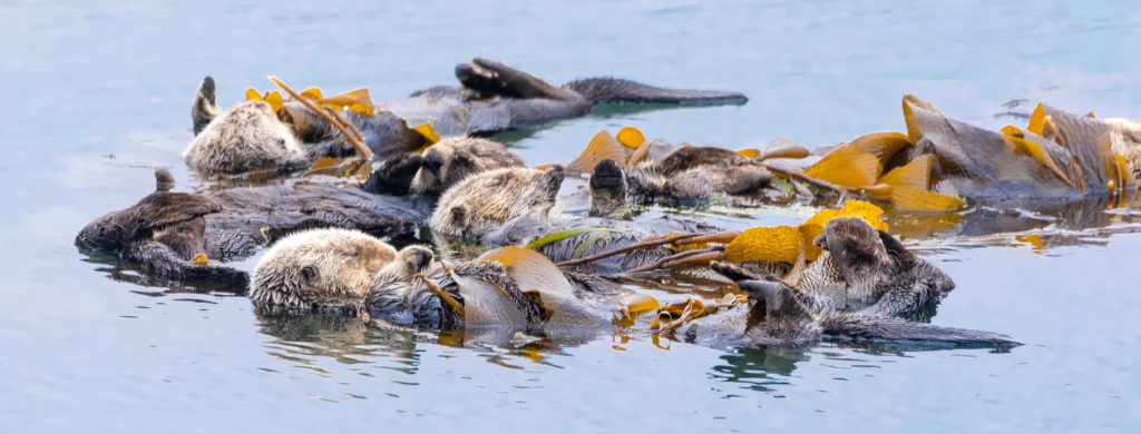 sea otters kelp