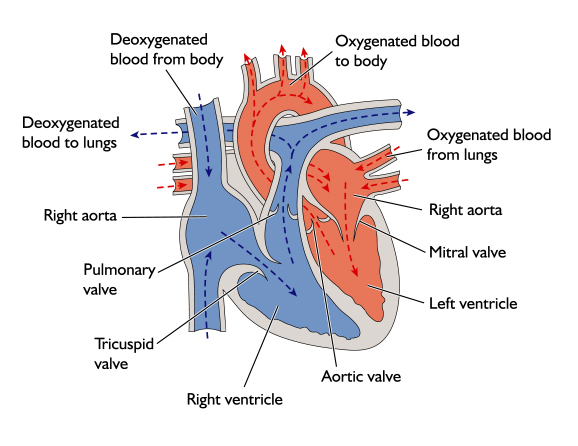 Cardiovascular – Nature Journals