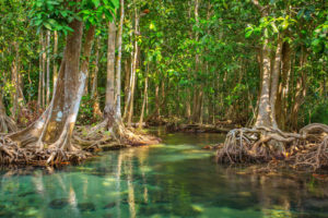 Can include tree species that survive water-logged soils. Many are coastal.