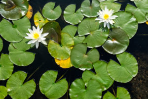 Some plants root into the pond sediment and produce leaves that reach the water surface.