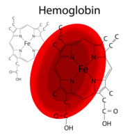 Insufficient iron reduces the amount of red blood cells that can carry oxygen throughout the body.