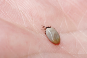 An animal like a tick or mosquito transmits pathogens to a human.