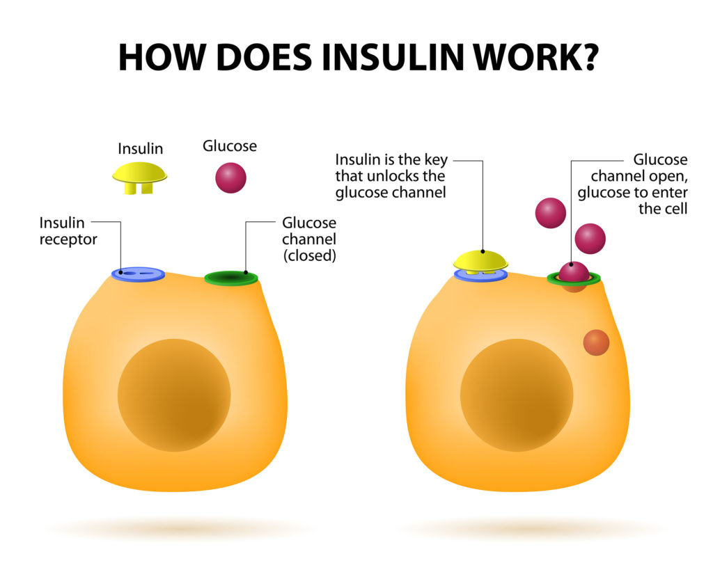 endo insulin