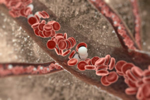 Some white blood cells travel through the blood to distant locations like the thymus and lymph nodes, while others patrol the blood in search of pathogens.